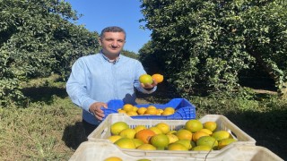 Finikede portakal sezonu başladı, 250 bin ton rekolte bekleniyor