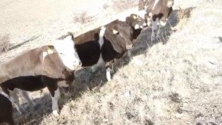 Firar eden inekleri jandarma ekipleri buldu