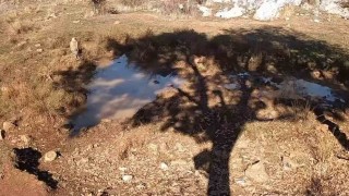 Fotokapanla yaban domuzunun çamur banyosu ve kurdun av peşindeki anı kaydedildi