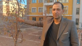 Geçen yıl kuruyan ağaçlar kasım ayında çiçek açtı