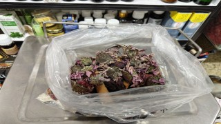 Geçmeyen öksürüğe ‘bitkisel karışım