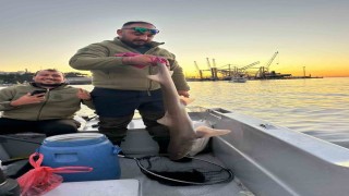 Gemlik Körfezinde balıkçıların oltasına köpek balığı takıldı