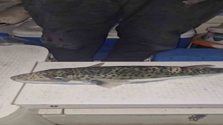 Gemlik Körfezinde benekli balon balığı şoku