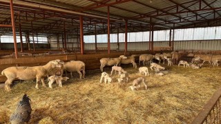 Genç girişimciye yüzde 100 hibe desteğiyle hayvancılık projesi