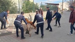 Germencikte başıboş keçiler toplandı