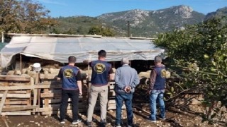 Germencikte çalınan hayvanlar bulunarak sahibine teslim edildi