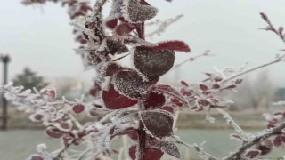 Göle eksi 13 derece, ağaçlar kırağı tuttu