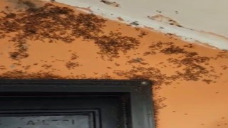 Gönende kara sinek istilası;