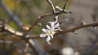 Gümüşhanede Kasım ayında çiçek açan elma ağacı şaşırttı