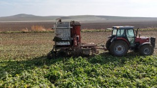 Gün doğmadan başlayan mesai sürüyor: Ankarada şeker pancarı hasadı tempo kesmiyor