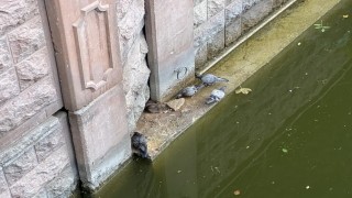 Güvercinler ve fareler yemeklerini paylaştı