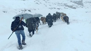 Hakkaride dağda mahsur kalan sürü kurtarıldı