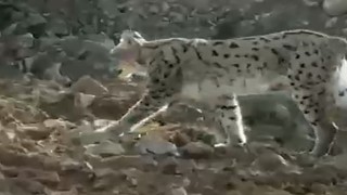 Hakkaride vaşak görüntülendi