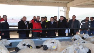 Hane başı yüzde 70i hibe olarak 50 koyun 2 koç dağıtıldı