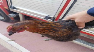 Harşit Çayına düşen tavuğu itfaiye kurtardı