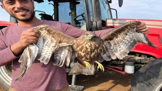 Hasadı bıraktı şahinin yardımına koştu