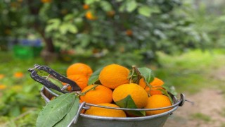 Havran Mandalinasında hasat vakti