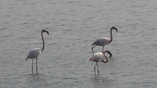 Hersek Lagününde flamingo popülasyonu artıyor