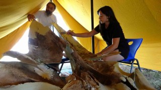 Heyecanlandıran keşifte 16 metrelik balinanın kemikleri birleştirilmeye başlandı