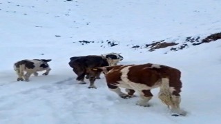 Hizanda yayladaki hayvanlar kara hazırlıksız yakalandı