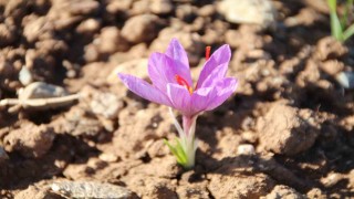 Honaz Belediyesi Yerel Tohum Merkezinde safran soğanları filizlenmeye başladı