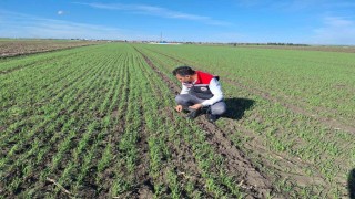 Hububat tarlalarında ekin kambur böceği tehlikesi