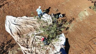 İdilde fıstık hasadı başladı