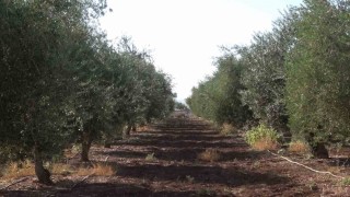 İdilde zeytini don vurdu