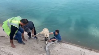 İki çocuklu kahraman anne Fırata düşen kangalı böyle kurtardı