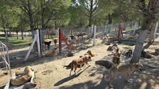 İlçelerdeki sahipsiz köpekler toplanıyor