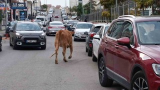 İnekler şehre indi, trafikte ilginç görüntüler oluştu