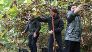 İrandan gelen kivi fiyatları ucuzlatıyor