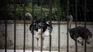 İspanyada kuş gribi alarmı: Yüksek riskli bölgelerde kümes hayvanları kapalı tutulacak