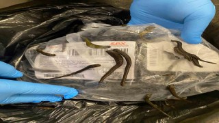 İstanbul Havalimanında 5 bin adet tıbbi sülük ele geçirildi