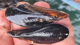 İstanbuldaki gıda zehirlenmesi ve kaçak midye gerçeği