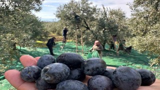 İsviçre sofralarını süsleyen zeytinde bu yıl kalite yüksek