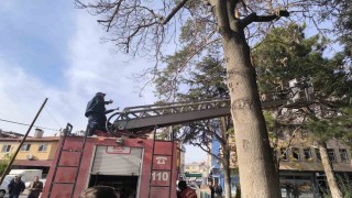 İtfaiyeden su fışkırtma tekniğiyle kedi kurtarma operasyonu