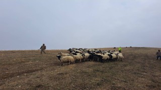 Jandarma arazide kaybolan küçükbaş hayvanları bularak sahibine teslim etti