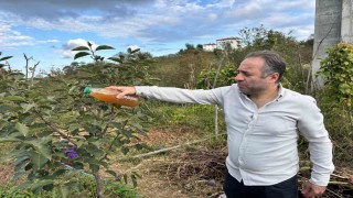 Kadife çiçeği ve soğanla kahverengi kokarcaya doğal çözüm