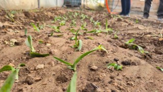 Kadın üreticilere salep fidesi dağıtıldı