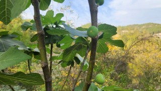 Kadirli’de İncir Ağaçları Yeniden Meyve Verdi