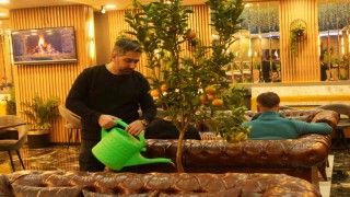 Kafede mandalina yetiştiriyor, müşterilerle paylaşıyor