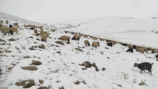 Kar yağdı, koyun sürüsü yaylada kaldı