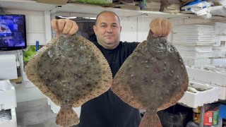 Karadenizde hamsi bereketi diğer balık türlerini de canlandırdı