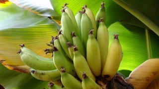 Karadenizde muz ve mango yetişiyor