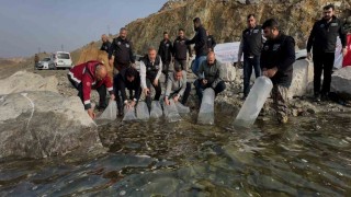 Karakaya Baraj Gölüne 420 bin yavru balık bırakıldı