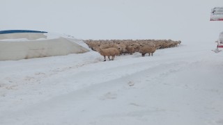 Karın ağırlığına dayanamayan çadır çöktü, 8 koyun telef oldu