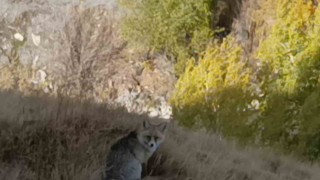 Karsta kızıl tilki yiyecek ararken görüntülendi