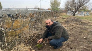 Karsta muhtardan örnek davranış: Kayaköprü köyünde fidanlar toprakla buluştu