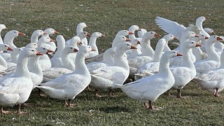 Karsta sofralarının vazgeçilmezi: Kar yiyen kazlar kesime hazır